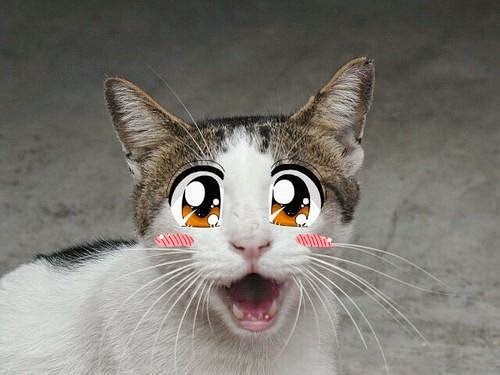 Chiste: La gata descontrolada. Mi esposa y yo estábamos ya listos para irnos a la fiesta de Año Nuevo. Puse la luz del porche y el contestador. Tapé la jaula del loro, saqué la gata al patio y pedí un taxi por si regresaba con aliento alcohólico... (el taxi llegó enseguida)