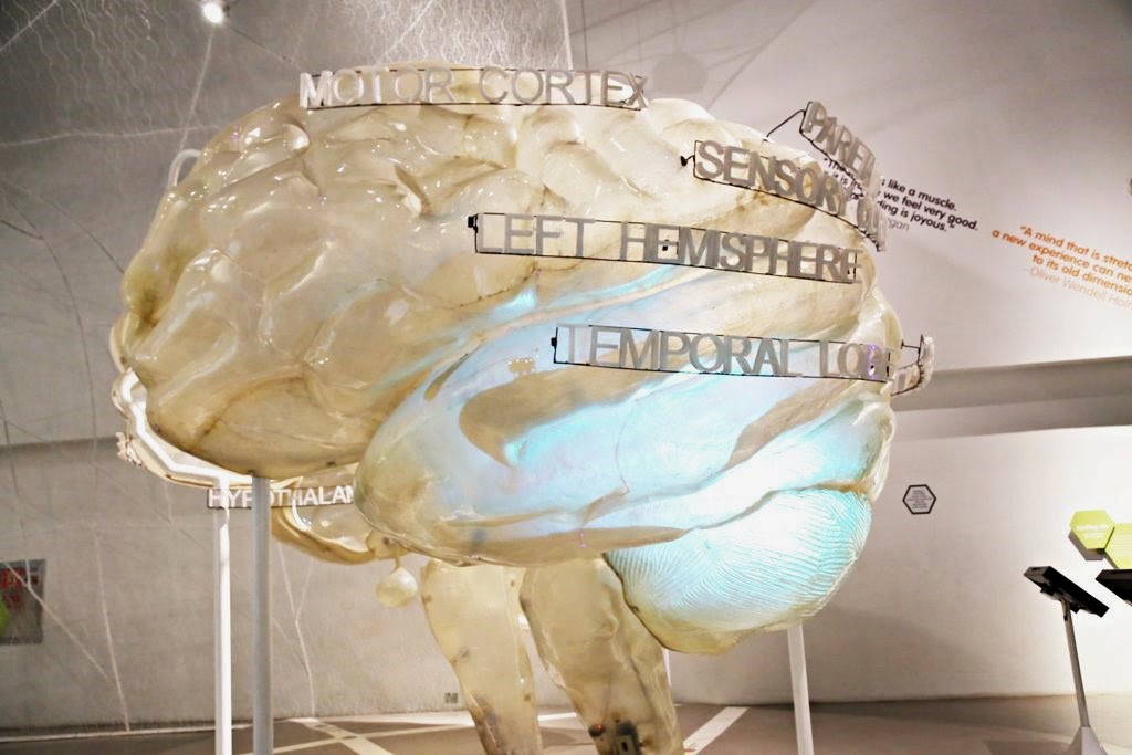 Brain model at the mind museum