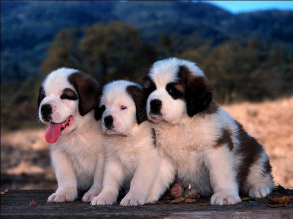 Dog God Video Dog God Video