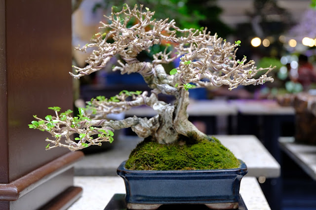 tugas bonsai