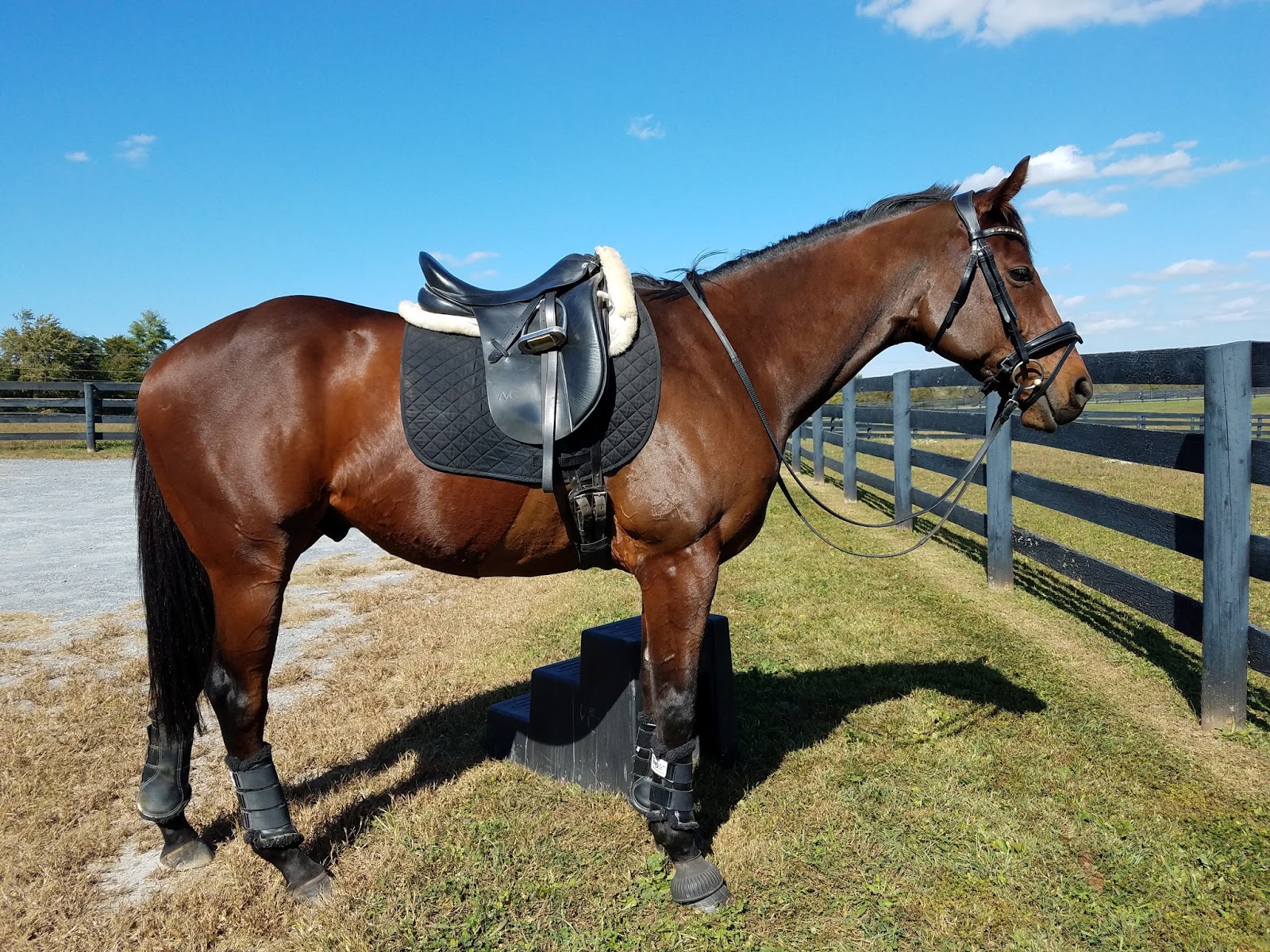 Clipping Your New Baby Thoroughbred