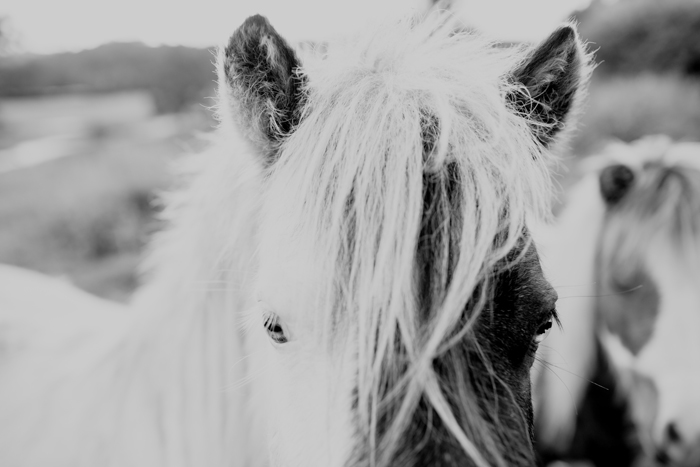 horse ears miniature pony