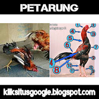 Cara Memilih Tipe Ayam Petarung Control Attack