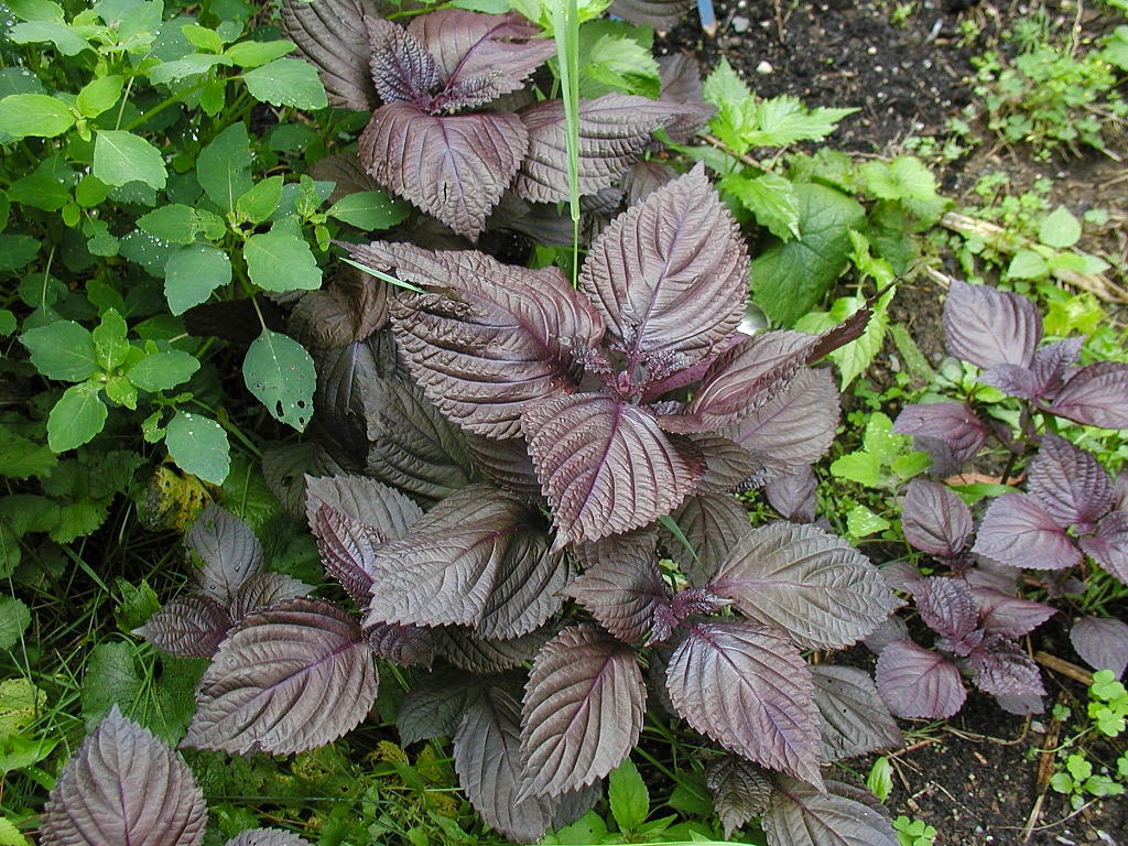 紫蘇油 Sage oil