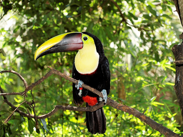 5-five-5: Atlantic Forest (Brazil)