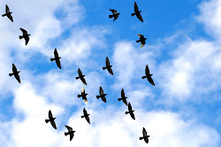 flying birds wallpapers sky bird fly flock gallary creation
