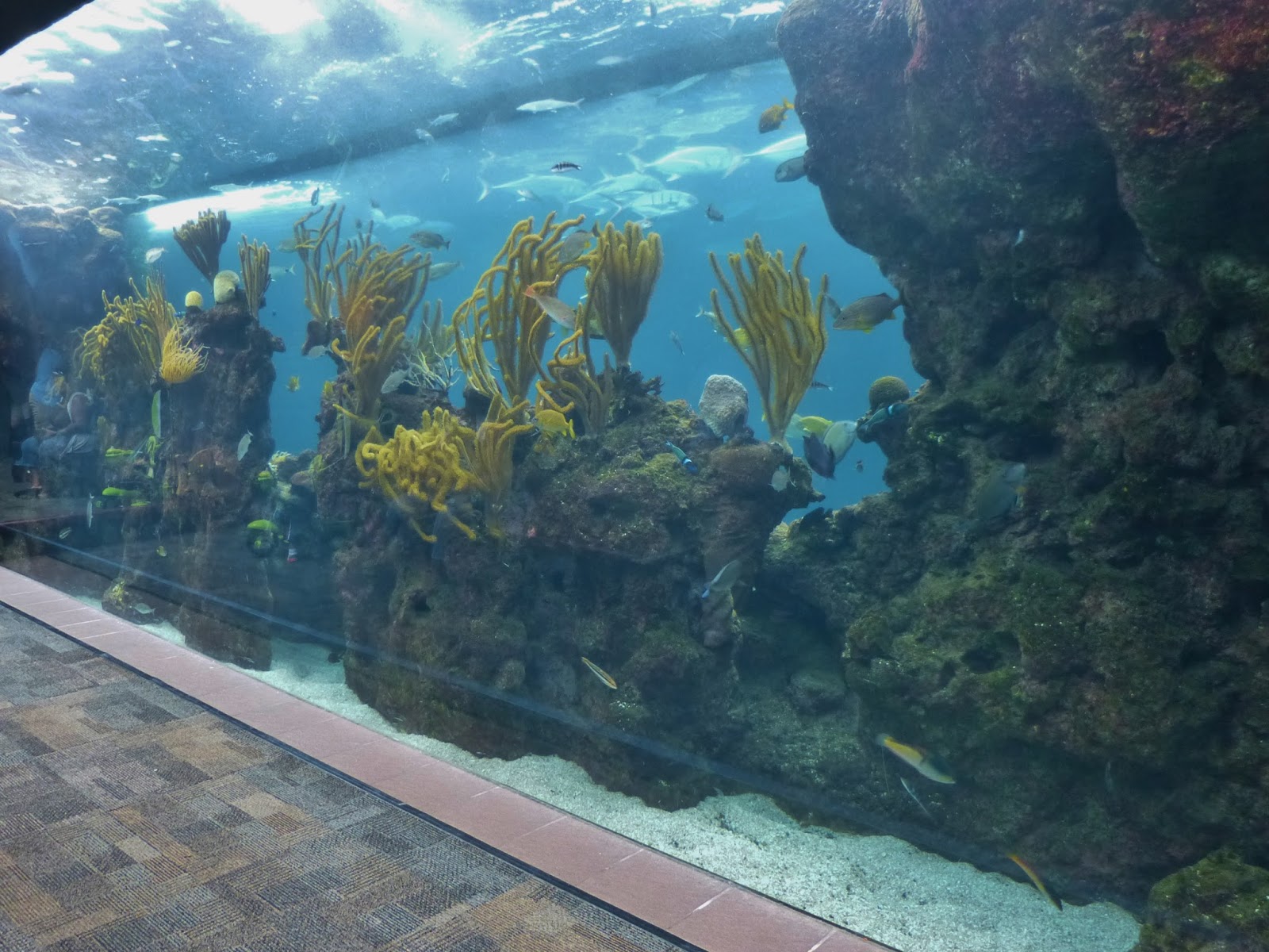 These Boots, in Bermuda. Day 5 Part 1 Flatts Inlet & Bermuda