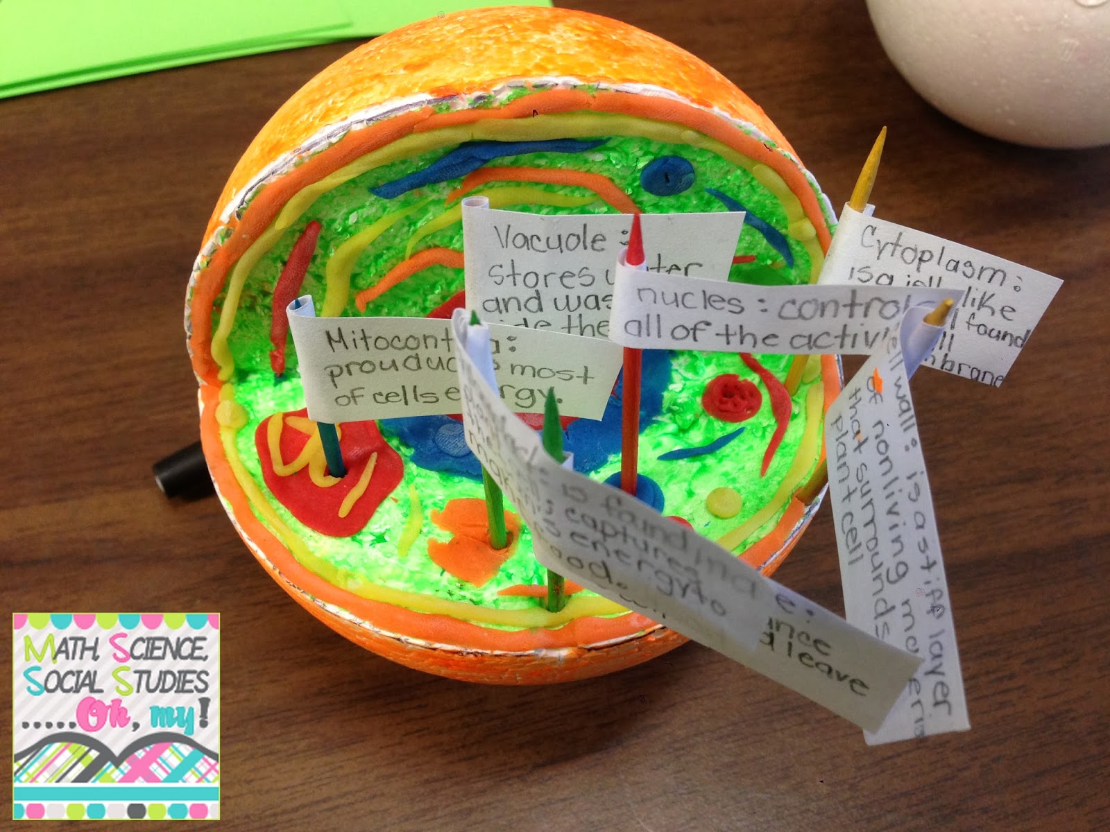 50++ Easy To Make Plant Cell Model at Demax5