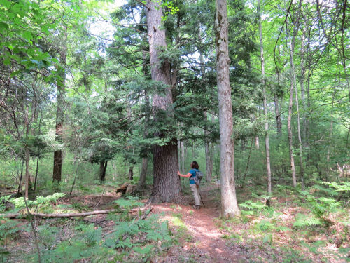 big hemlock tree