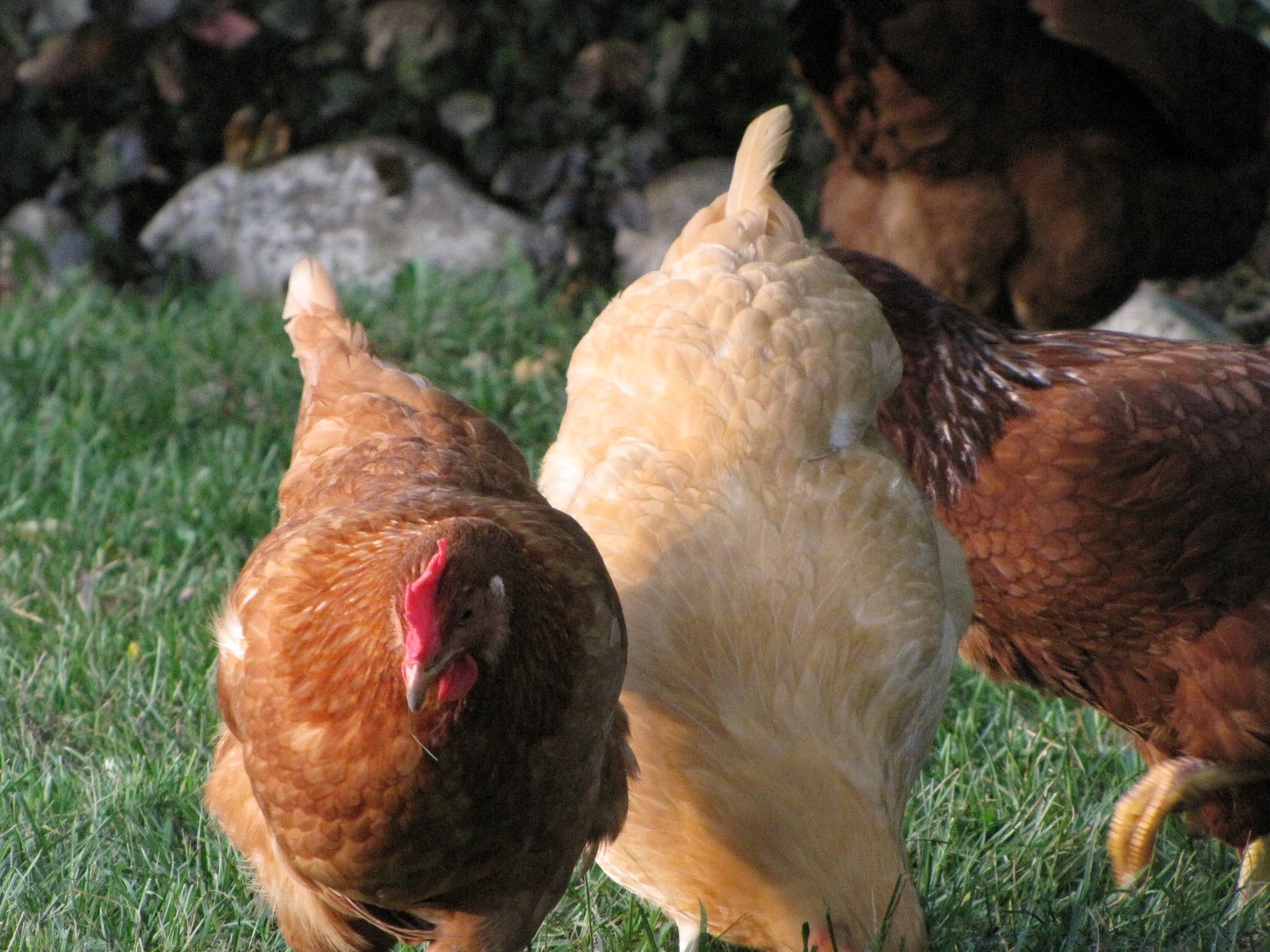 Tales from the Coop Keeper Winners and Answers