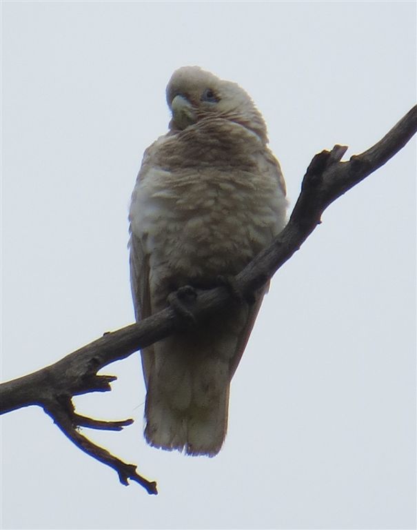 Majura birds: 2012