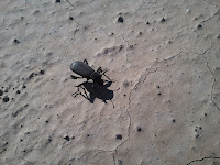 bug on ground