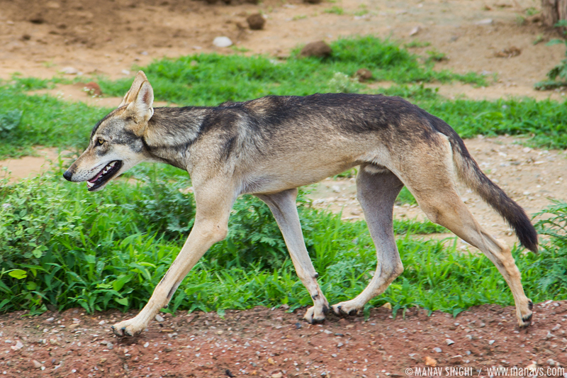 Wolf at Nahargarh Biological Park Jaipur, Rajasthan.