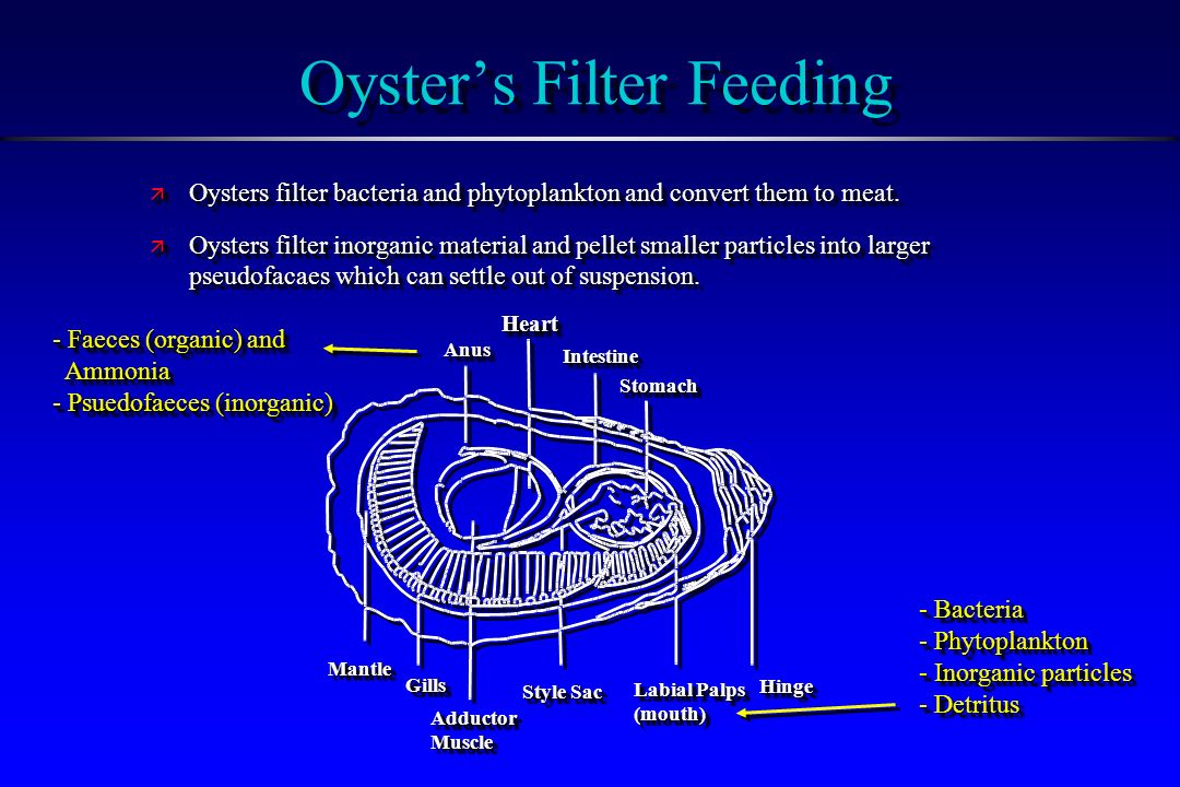 Oceanography Lab At Dsc Michelle Ur Microplastics Oysters