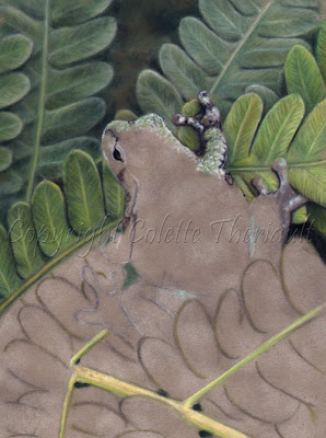 Frog Painting in pastel on the easel by Animal Artist Colette Theriault