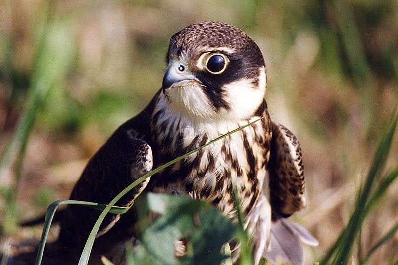 CLIMAS Clima Oceánico