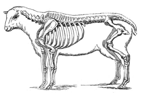 galeria-animal-anatomia-ossos-pasto-bones-skull-cattle-vetarq