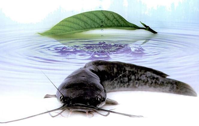 Contoh Proposal Usaha Budidaya Ikan Lele Terbaru