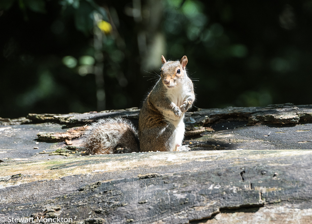 Paying Ready Attention Photo Gallery Squirrel!