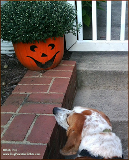 Dog Valentino Greets A Pumpkin Flower Pot 