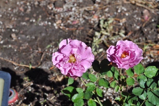 pink roses coloradoviews.filminspector.com