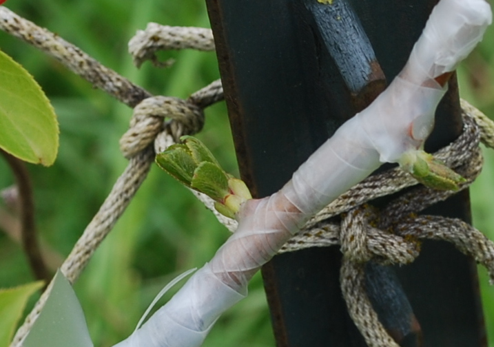 Daniel's Pacific NW Garden Grafting Progress Report. Kiwi. 4.28.16