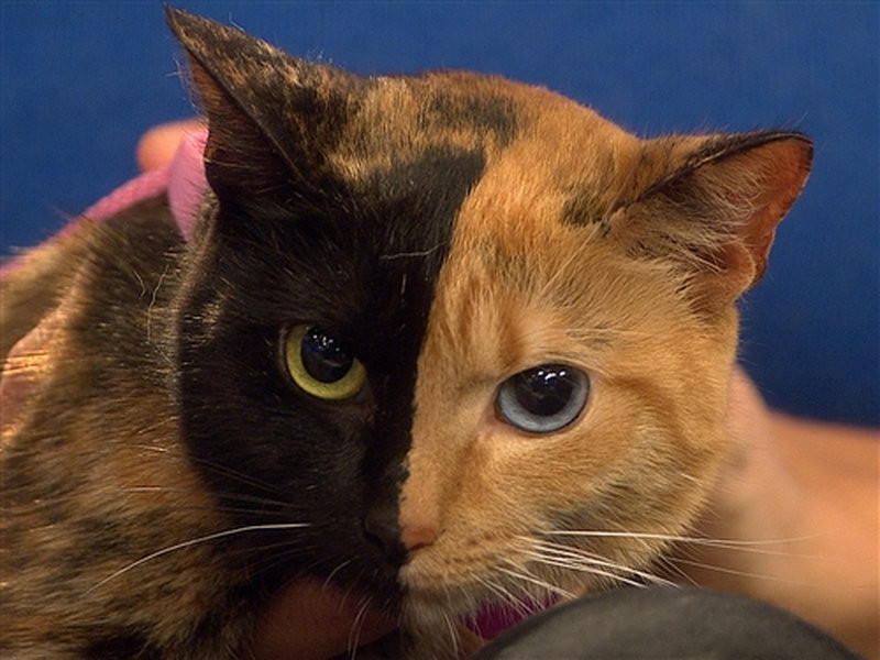 chimera cats chimera cats