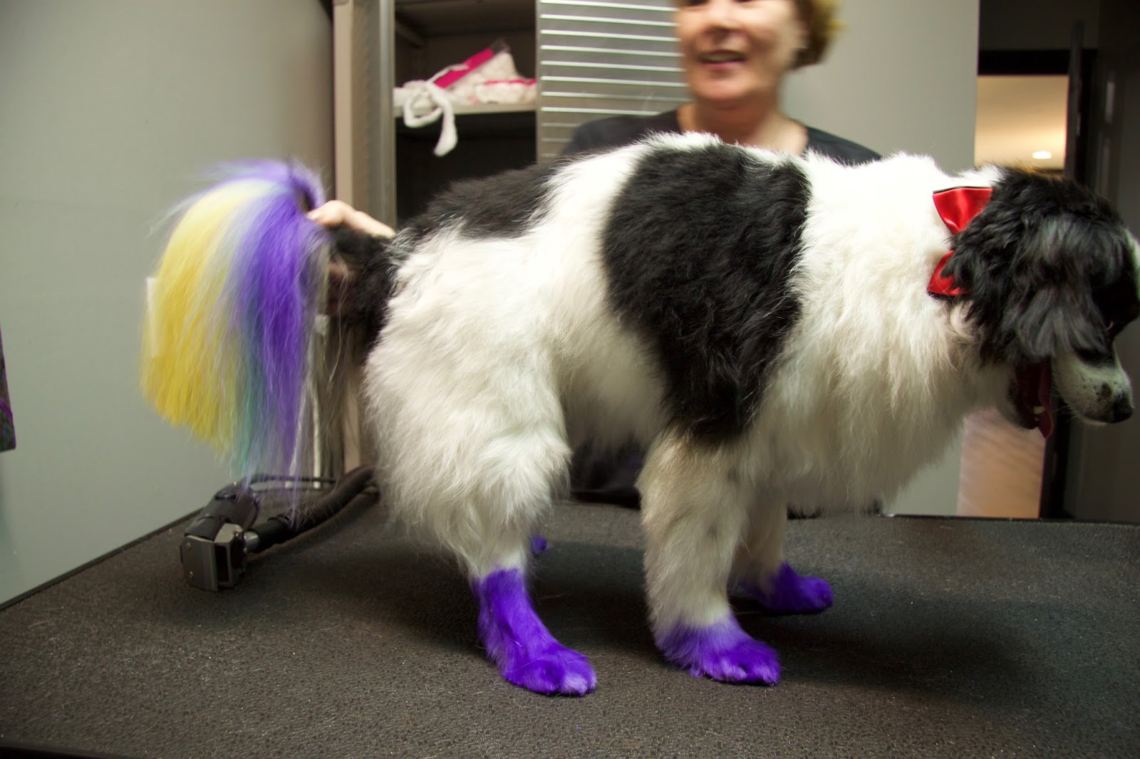 How I Color Dyed My Dog - Frequently Asked Questions | Faris Jaclyn ... How I Color Dyed My Dog - Frequently Asked Questions | Faris Jaclyn ...