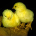 Daftar Situs Peternakan Ayam di Indonesia
