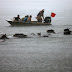 The Annual Chincoteague Pony Swim