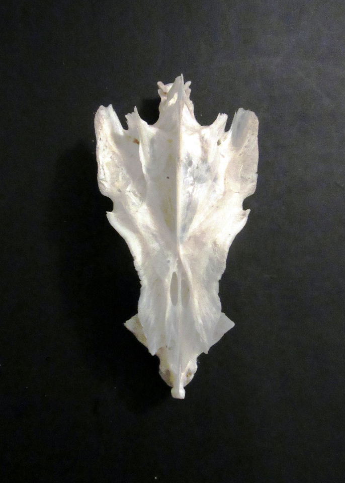 Largo Baywatch Fish Skull