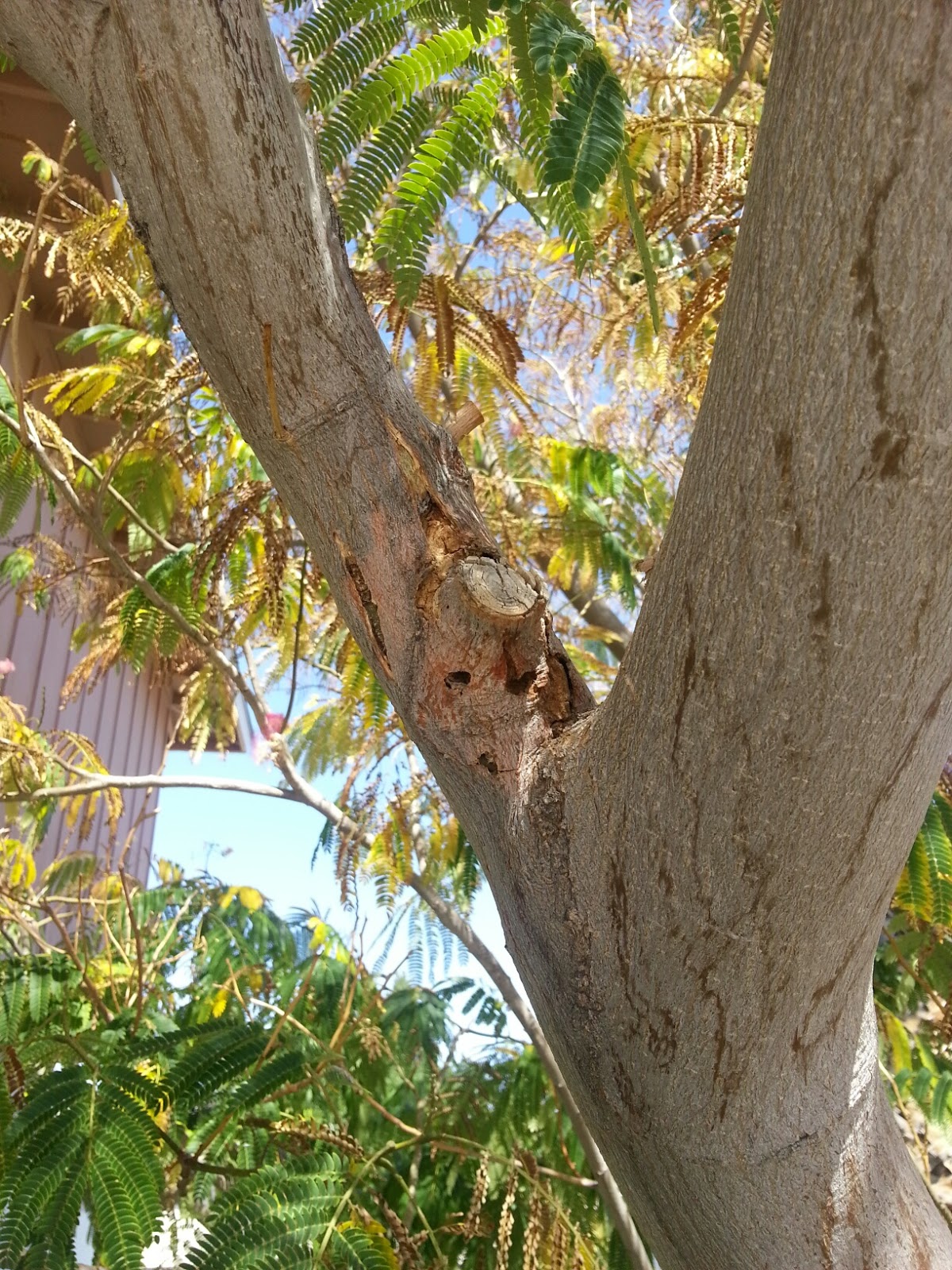 Xtremehorticulture of the Desert Damage to Slik Tree (Mimosa) Looks
