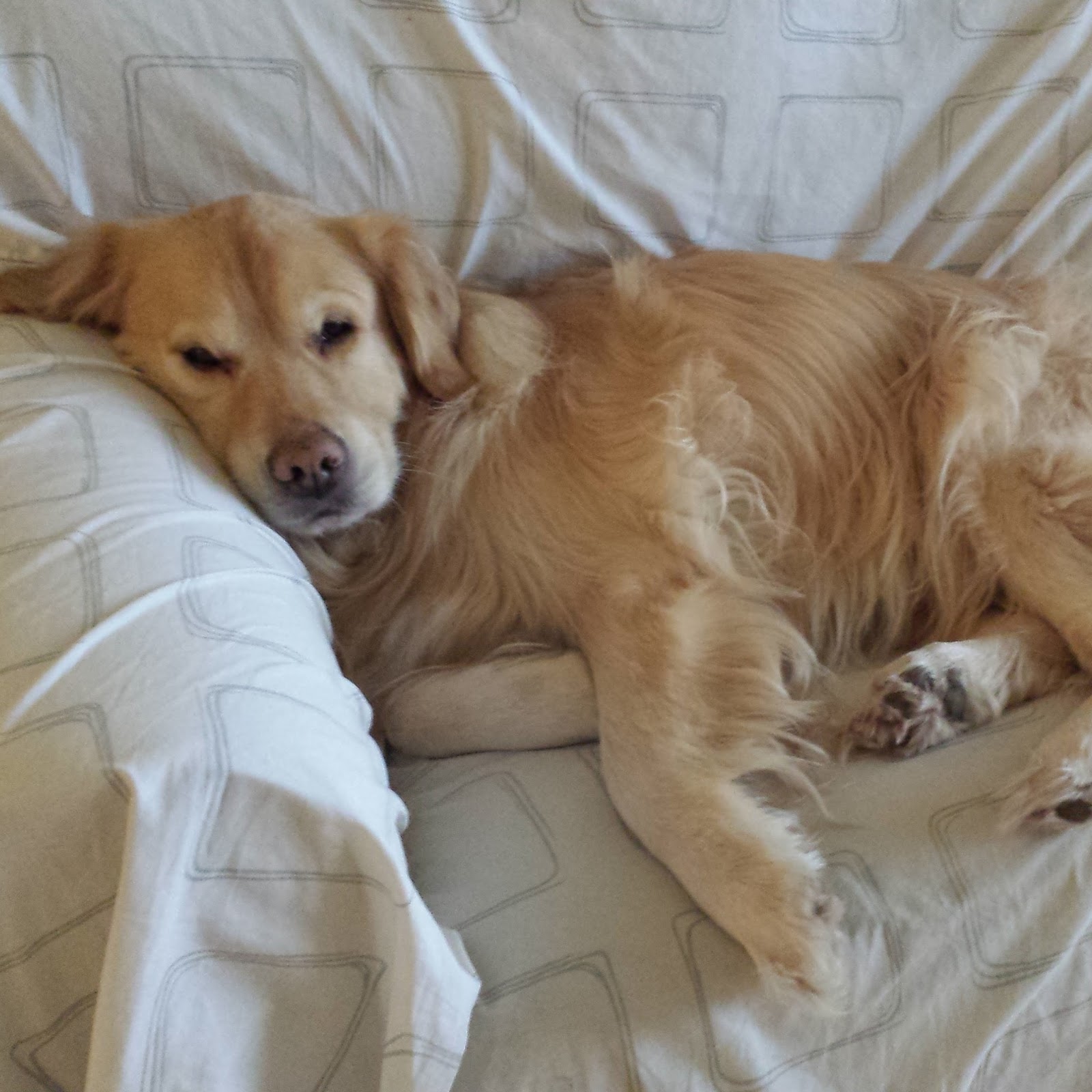 Casal Frozen Winnipeg Canada Vida do Buddy (nosso Golden Retriever