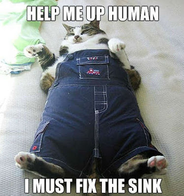 cat plumbing memes