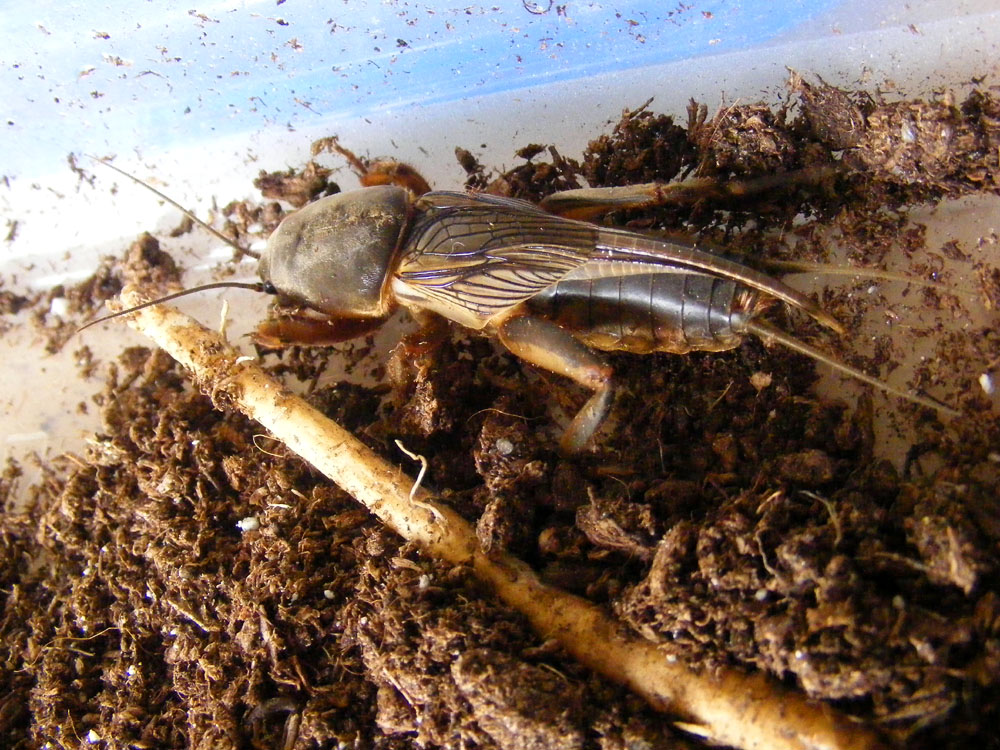 Days on the Claise Mole Crickets