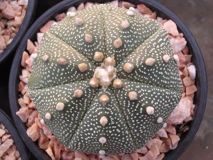 Astrophytum (36) Как красят иголки у кактусов