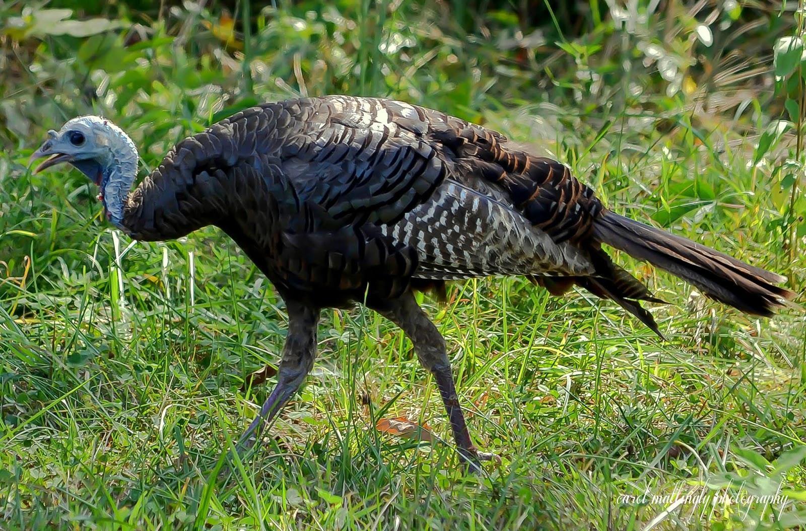 Carol Mattingly Photography North American Wild Turkey