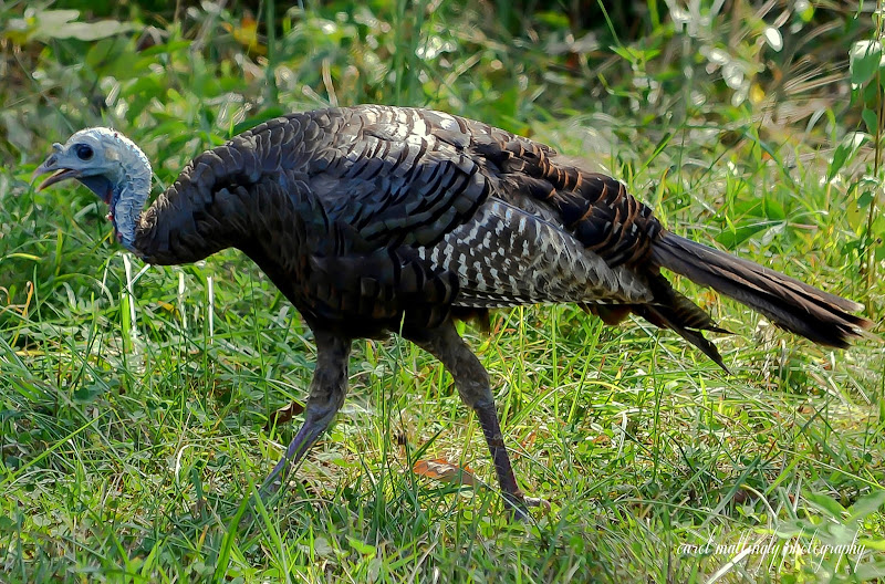 Carol Mattingly Photography: North American Wild Turkey