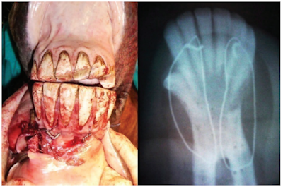 Operasi dan Reposisi Fraktur Os. Maxilaris dan Mandibula pada Hewan (Bedah Fraktur)