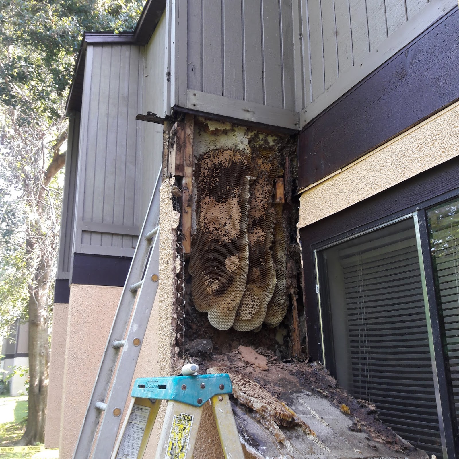 Jacksonville Bee Rescue Your Options