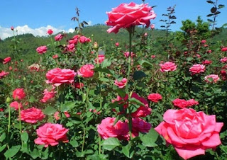 Ilmu Teknologi Pertanian BUNGA  MAWAR Rose  Rosa 