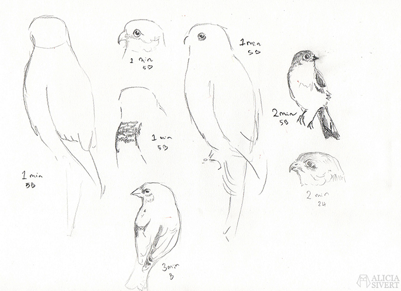1-3 min bird studies by Alicia Sivertsson.