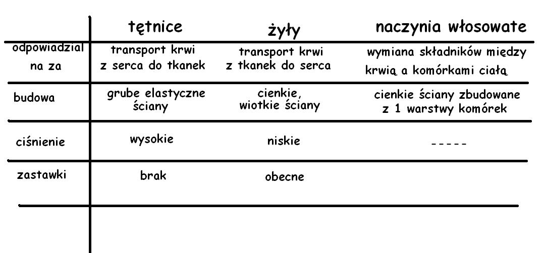 Budowa i rola naczyń krwionośnych: Tabela przedstawiająca porównanie