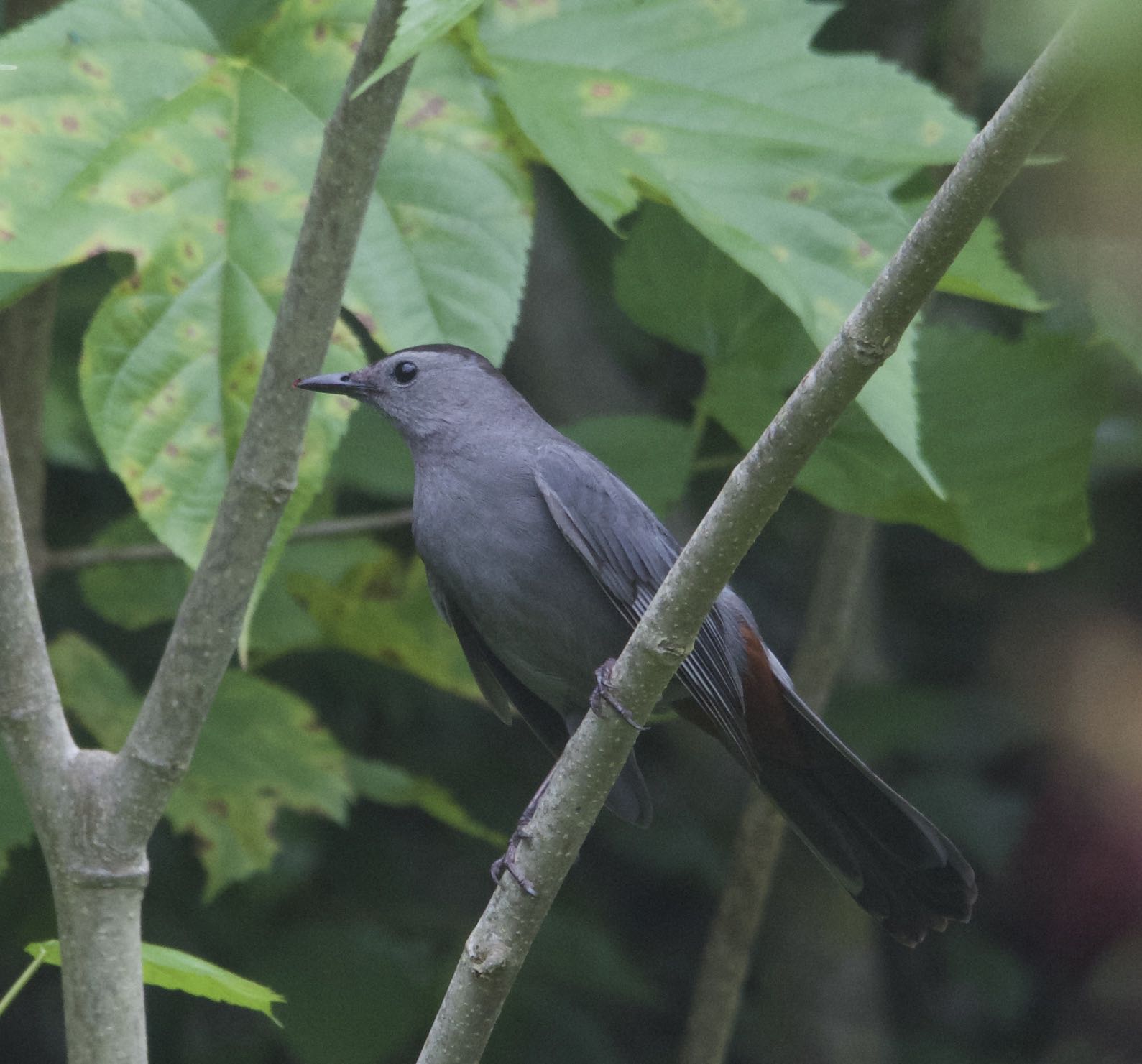 PHOTOGRAPHY BY DEB HIRT Oklahoma Breeding Bird Species Profile Gray