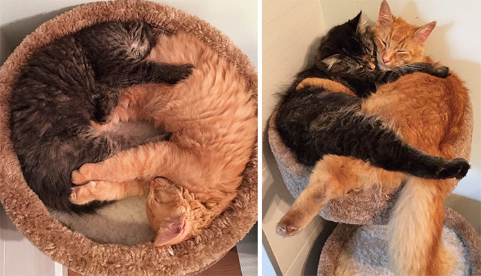 #10 Inseparable Cats Lili And Renley Insist On Sleeping Together Even After Outgrowing Their Bed - 15 Before & After Pics Of Animals Growing Up Together #10 Inseparable Cats Lili And Renley Insist On Sleeping Together Even After Outgrowing Their Bed - 15 Before & After Pics Of Animals Growing Up Together