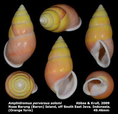 Amphidromus perversus solemi 49.46mm (Orange form)