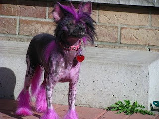 Funny Colored Dog