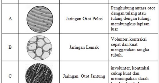 Soal Struktur Dan Fungsi Jaringan Hewan Berbagai Struktur