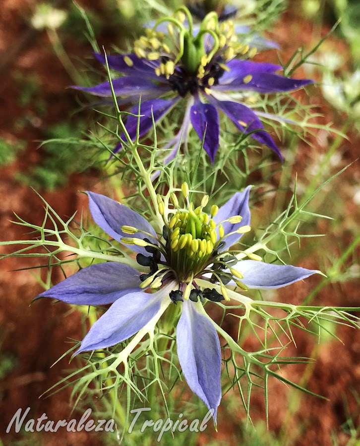 Flores de la Arañuela, Nigella gallica