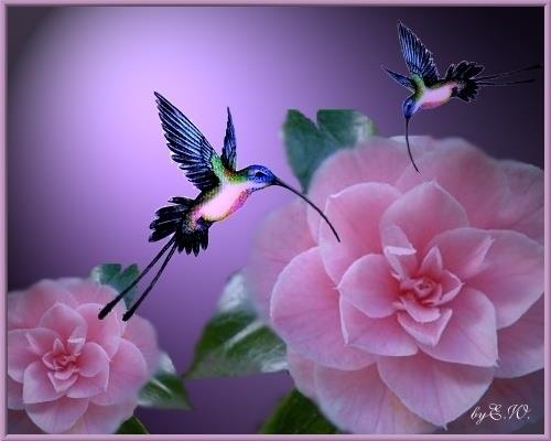 Imágenes bellas de flores rosas y pequeños colibríes